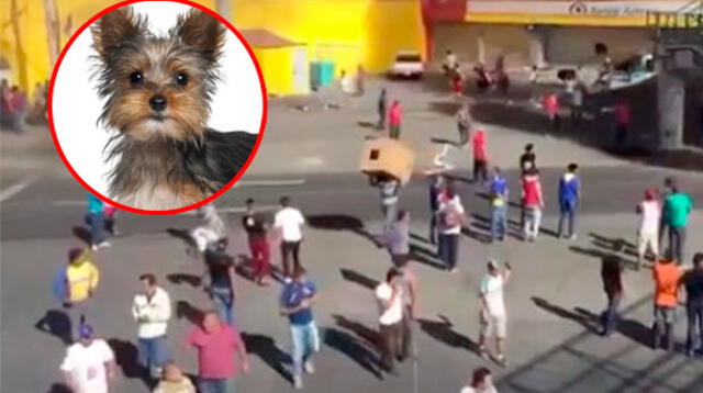 Perro se viraliza por robar comida durante saqueos en México