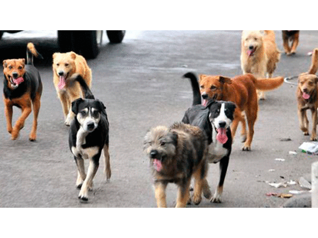 Población de perros callejeros crece a un ritmo de 20% anual en México