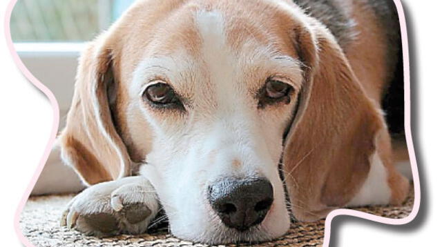 No todos los perros que se rascan tienen pulgas, en todo caso, puede tratarse de dermatitis