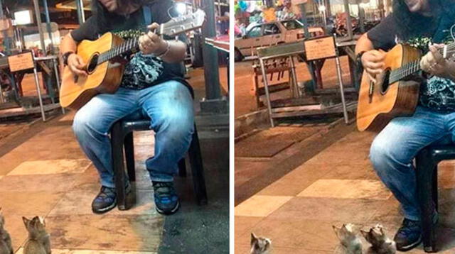 4 gatitos se detienen a escuchar a un músico callejero