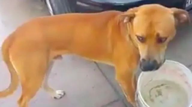 Perro sorprendió al llevar un balde con agua en su hocico