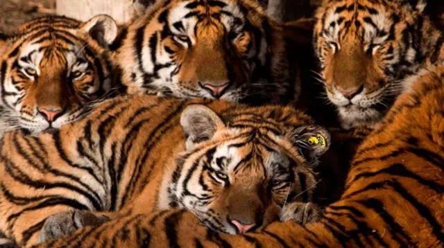 El tigre está en peligro de extinción