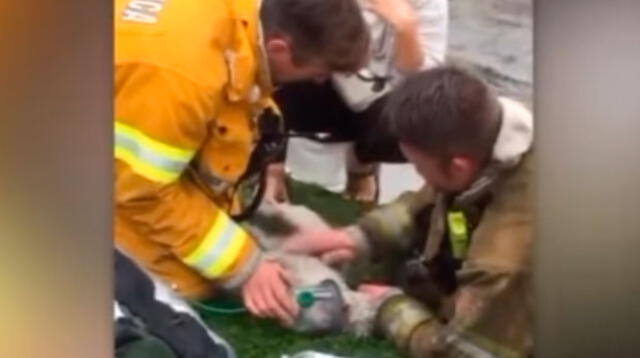 Bombero salva la vida de un perrito tras esta heroica acción