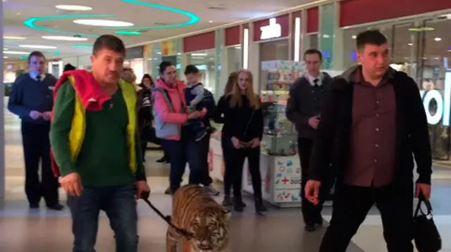 Tigre se paseó como un animal doméstico por centro comercial