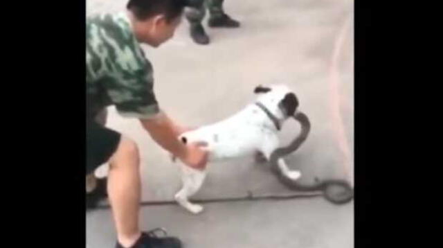 Perro se enfrenta a soldados para que no se lleven a su serpiente