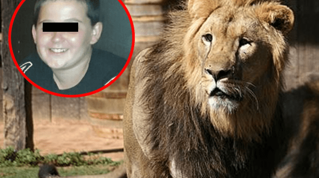 El león atacó al menor de 12 años en su cocina