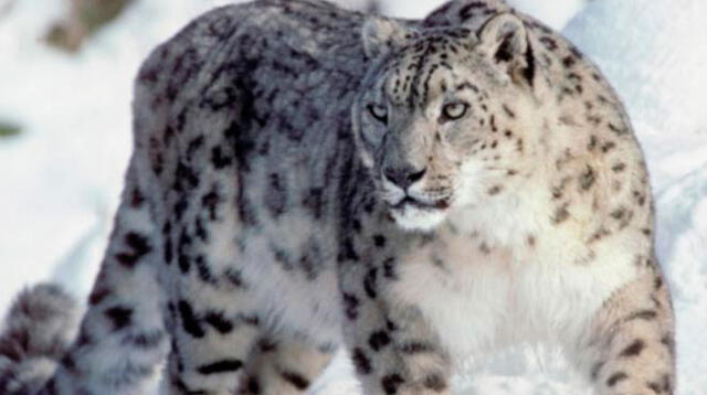 El leopardo de las nieves es un animal muy escurridizo y es perfecto camuflándose para capturar a sus presas