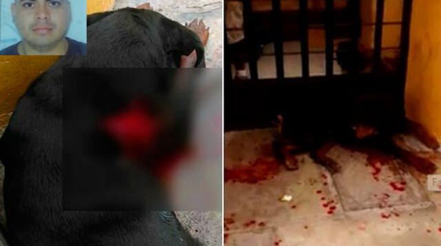 Perro fue atacado machetazos en el Callao