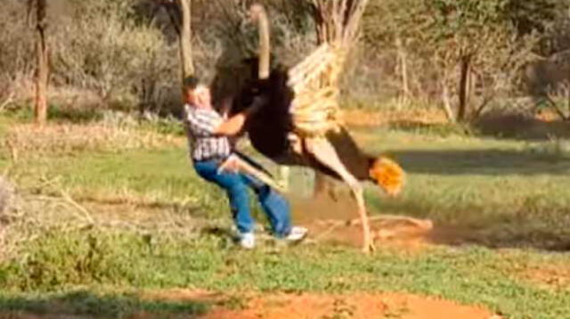 Avestruz golpea con furia a hombre en Sudáfrica