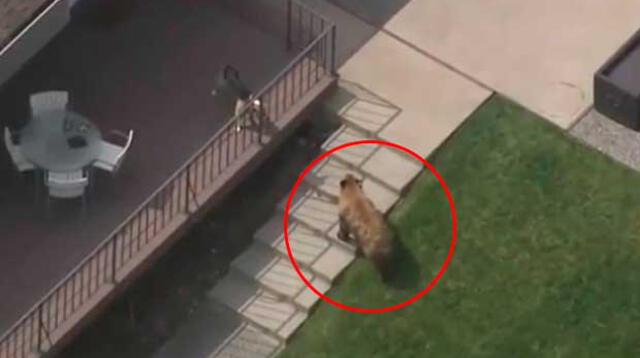Valiente perro expulsa a un gran oso de su casa Valiente perro expulsa a un gran oso de su casa