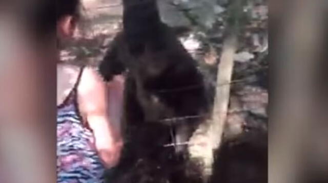 Canguro ataca violentamente a una niña en Zoológico