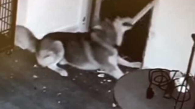  Un perro siberiano escapa de su jaula para liberar a todos sus compañeros