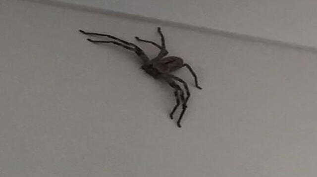 Araña gigante