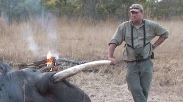 Cazador encuentra trágico final luego de disparar contra las crías de una elefante