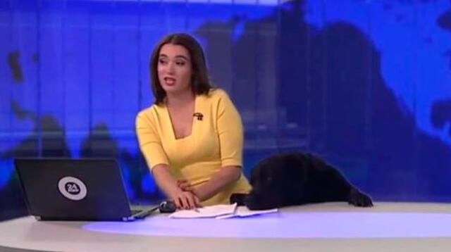 Perro tomó de imprevisto a conductora de noticiero