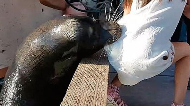 La mordida de un lobo marino puede ser letal