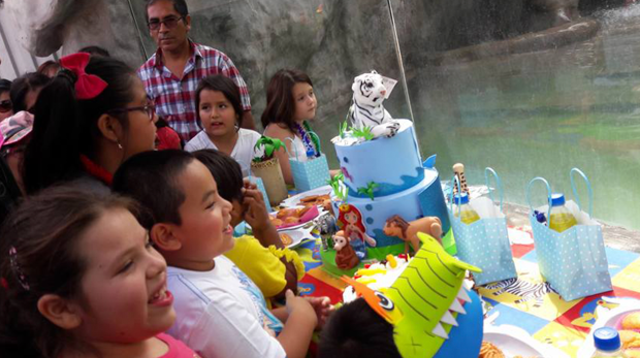 Niños celebran el cumpleaños número 4 de la tigresa blanca de Huachipa