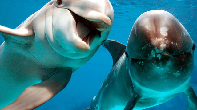 Se presume que el delfín habría sido extraído de un acuario irlandés 