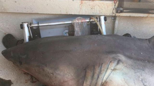 Tiburón de 3 metros invade el barco de un anciano que se encontraba pescando