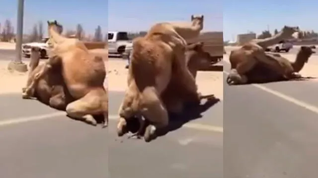 Camellos interrumpen el tránsito al aparearse en plena carretera