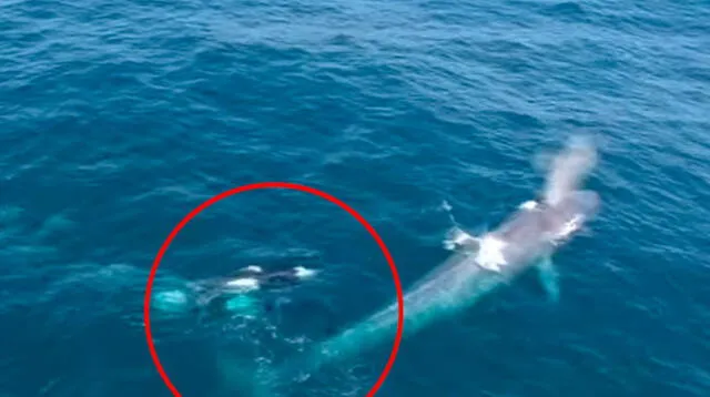 Captan el preciso momento en que un grupo de orcas ataca a una ballena azul