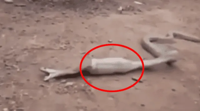 La serpiente estaba muy hinchada y no podía moverse La serpiente estaba muy hinchada y no podía moverse