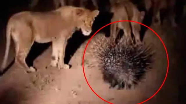 Épica batalla entre un puercoespín y una manada de leones Épica batalla entre un puercoespín y una manada de leones