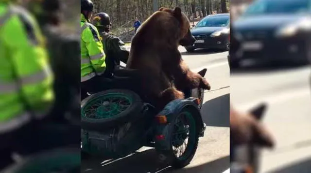 Ciudadanos rusos quedan sorprendidos al ver a un oso paseando en moto