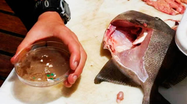 Plástico y vidrio encontrado en los intestinos de peces de consumo humano