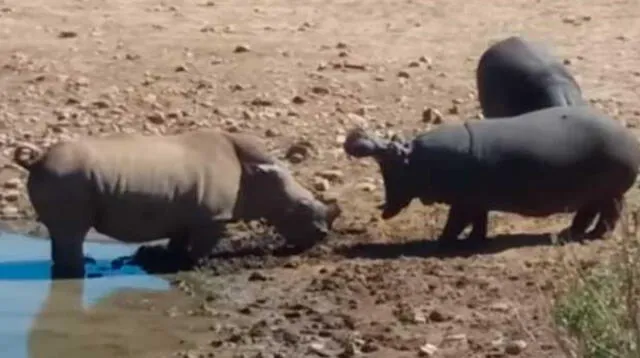 Hipopótamo asesina a un rinoceronte por ingresar a su territorio para beber agua
