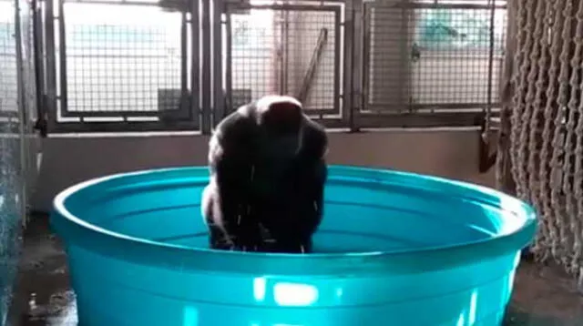 Gorila causa sensación al darse el mejor baño de su vida