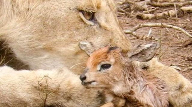 Video de leona cuidando a antílope bebé se ha vuelto viral en redes sociales