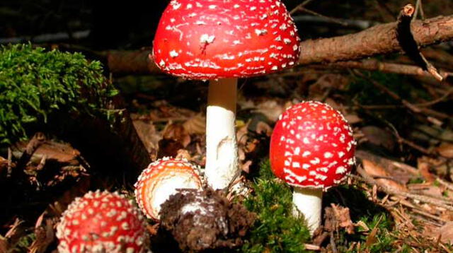 Los reinos de los seres vivos: El Reino Fungi