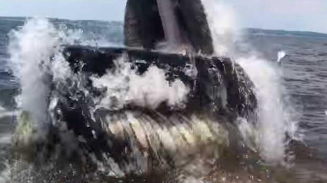 Turistas se llevaron el susto de sus vidas al ver a ballena