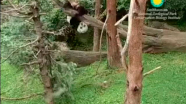 El pequeño panda quiso sorprender al público en Parque de las Leyendas pero todo lo salió mal