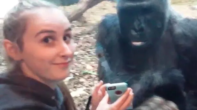 Chica le gusta jugar con gorila en zoo de Estados Unidos
