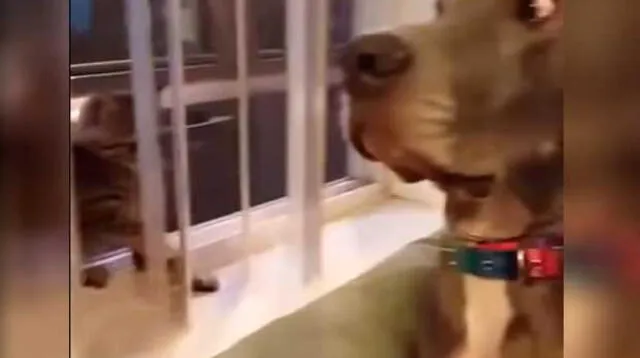 Reacción de perro es viral en YouTube