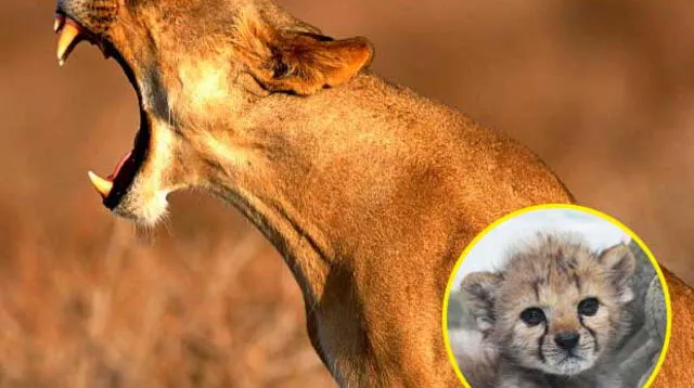 Enternecedora imagen de una leona amamantando a un pequeño leopardo se viralizó