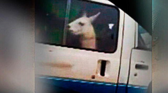Llama era transportada en combi como un pasajero más
