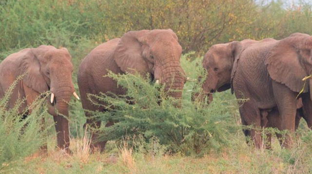Elefante mata a turista español en Etiopía