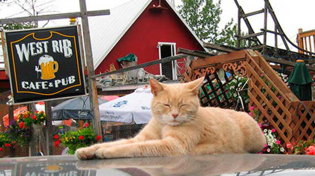 Muere el gato que ejercía de alcalde en una ciudad de Alaska