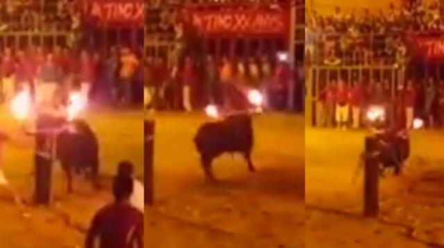 Toro se 'suicida' luego que le prendieran fuego en los cuernos