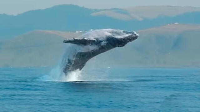 Ballena realizó gran salto desde las profundidades del mar 