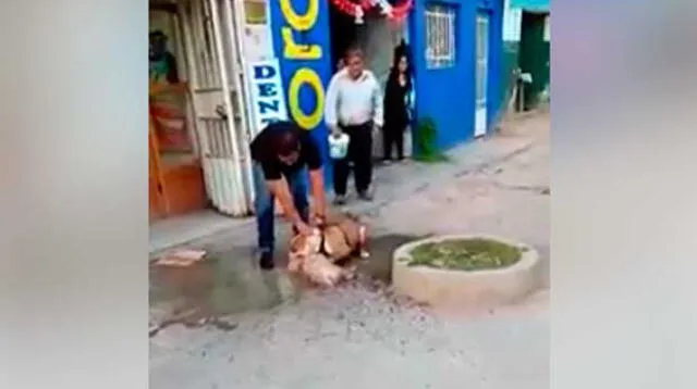 Pitbull atacó a perrito de la calle de Ayacucho y lo mató 