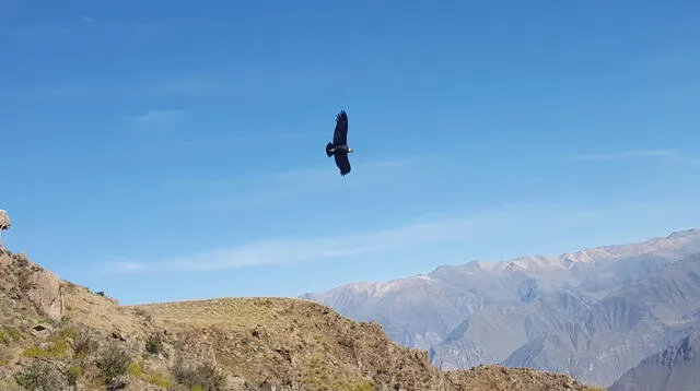 El vuelo del cóndor en el Cañón del Colca