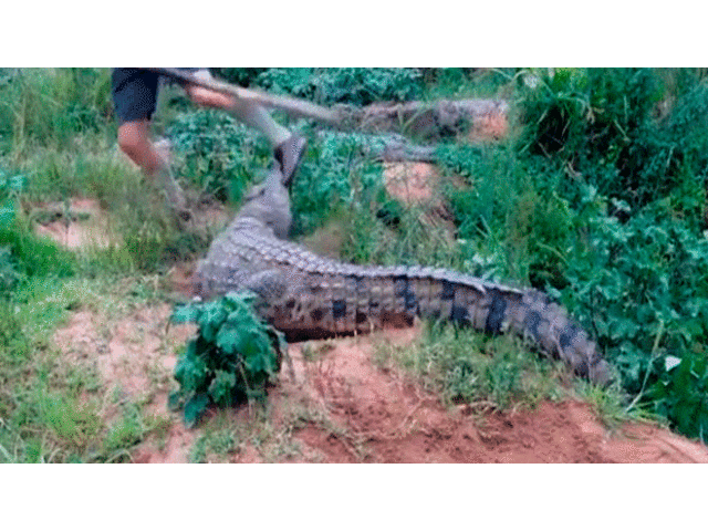 Video del feroz ataque de cocodrilo da la vuelta al mundo