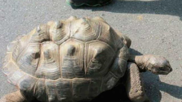 Tortuga gigante logra escapar de un zoológico japonés pero fracasa en su huida
