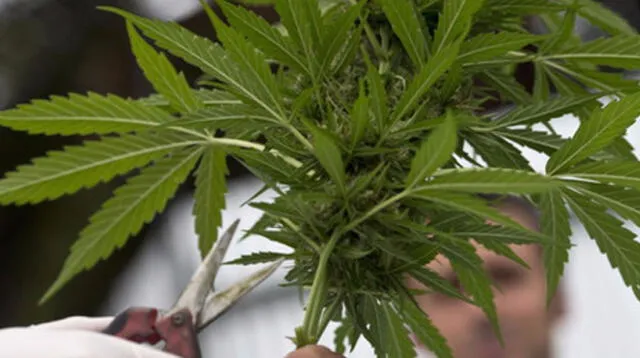 Congreso estaría apunto de aprobar el uso medicinal de la marihuana