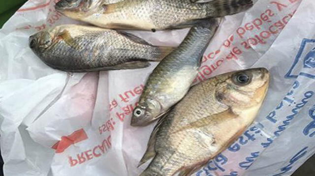Los peces caían y la gente no podía creerlo Los peces caían y la gente no podía creerlo