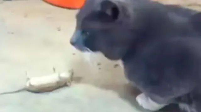 Ratón engañó al felino